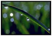 Adhesion