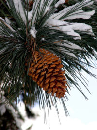 Pine cone. Source