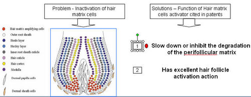 hair matrix