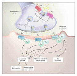 Cardiac signaling.gif