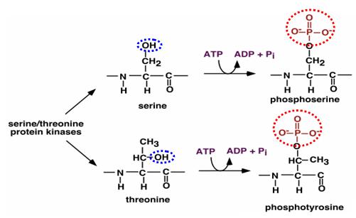 File:GSK3 phosphorylation.jpg