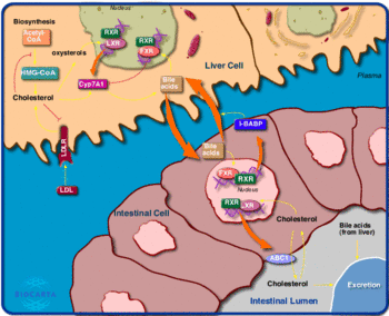 LXR signaling pathway.gif