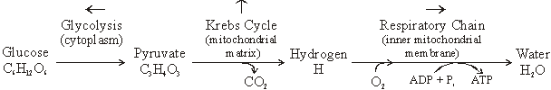 Metabolic pathway1.gif