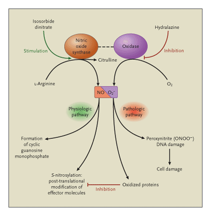 Nitroso–Redox Balance.gif