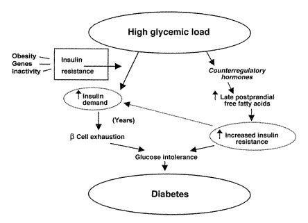 Potential mechanisms whereby high-glycemic-load diets could increase risk of type 2 diabetes.jpeg