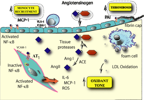 Vascular inflammation.gif
