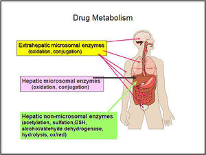 Drug metabolism