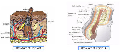 Structure of Hair root and Hair bulb